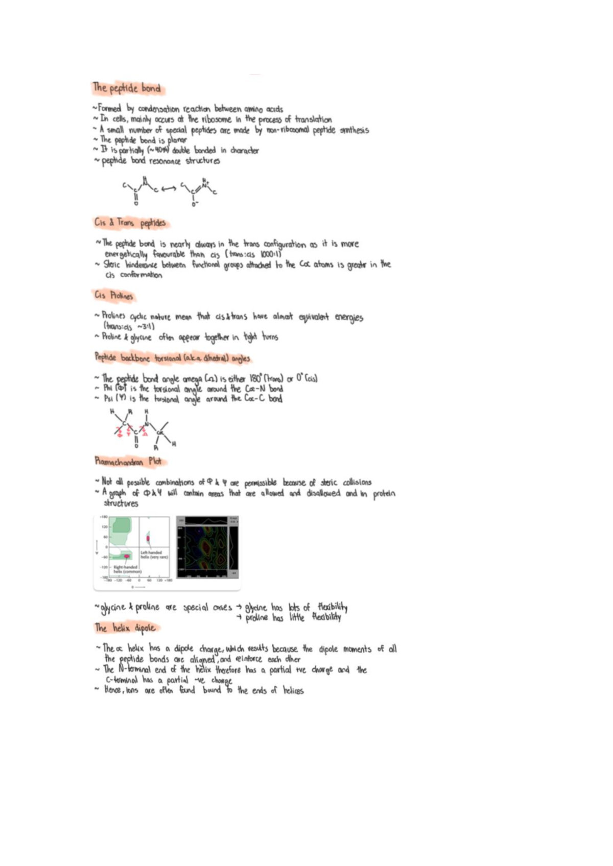 Peptide bond notes - The peptide bond condensation reaction between ...