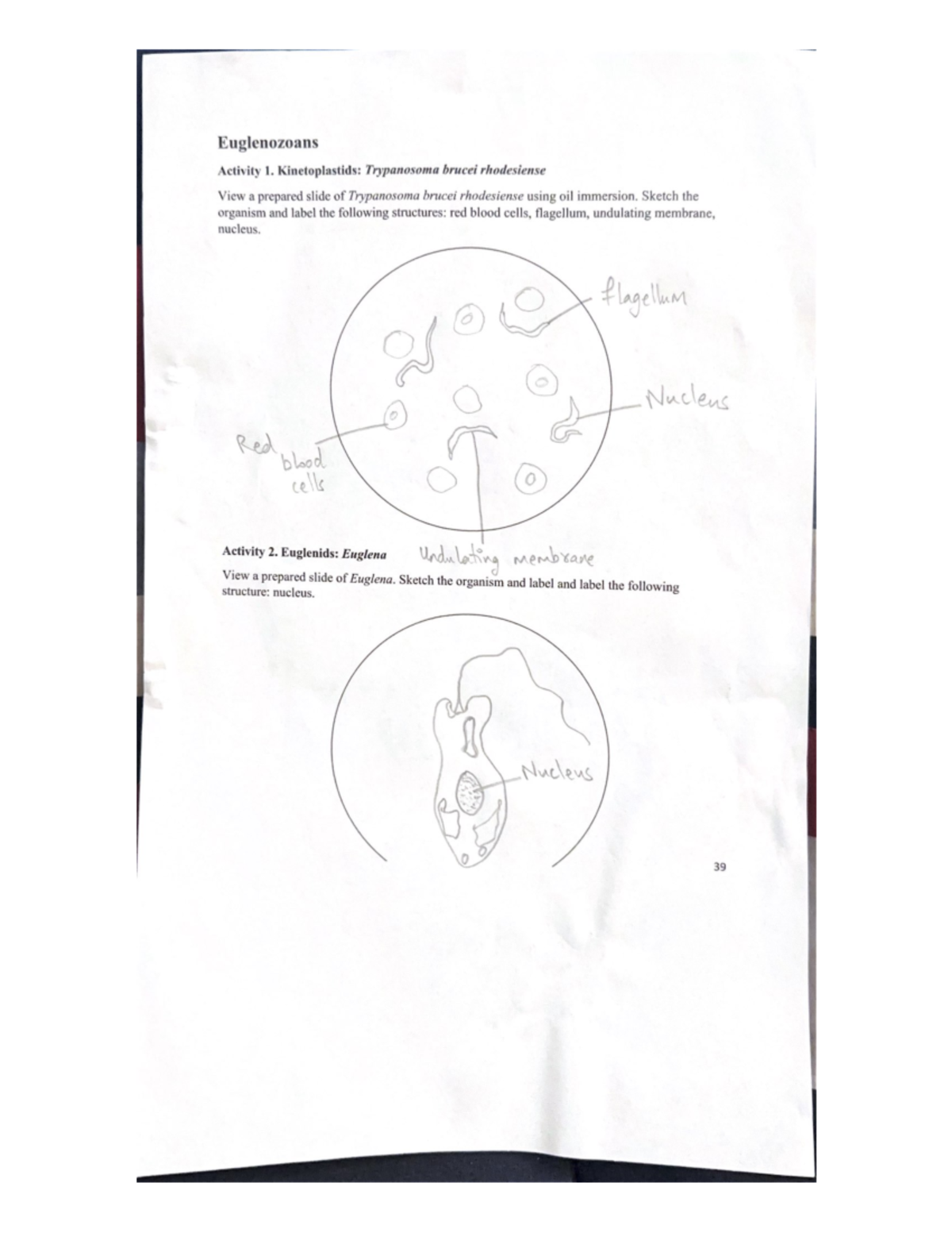 Lab 3 - Lab - BSC 1011H - Studocu