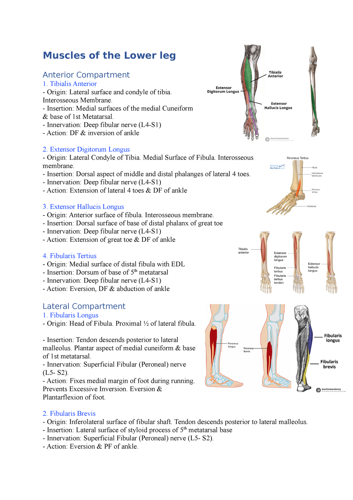 Muscles of the Lower Leg, Anatomy