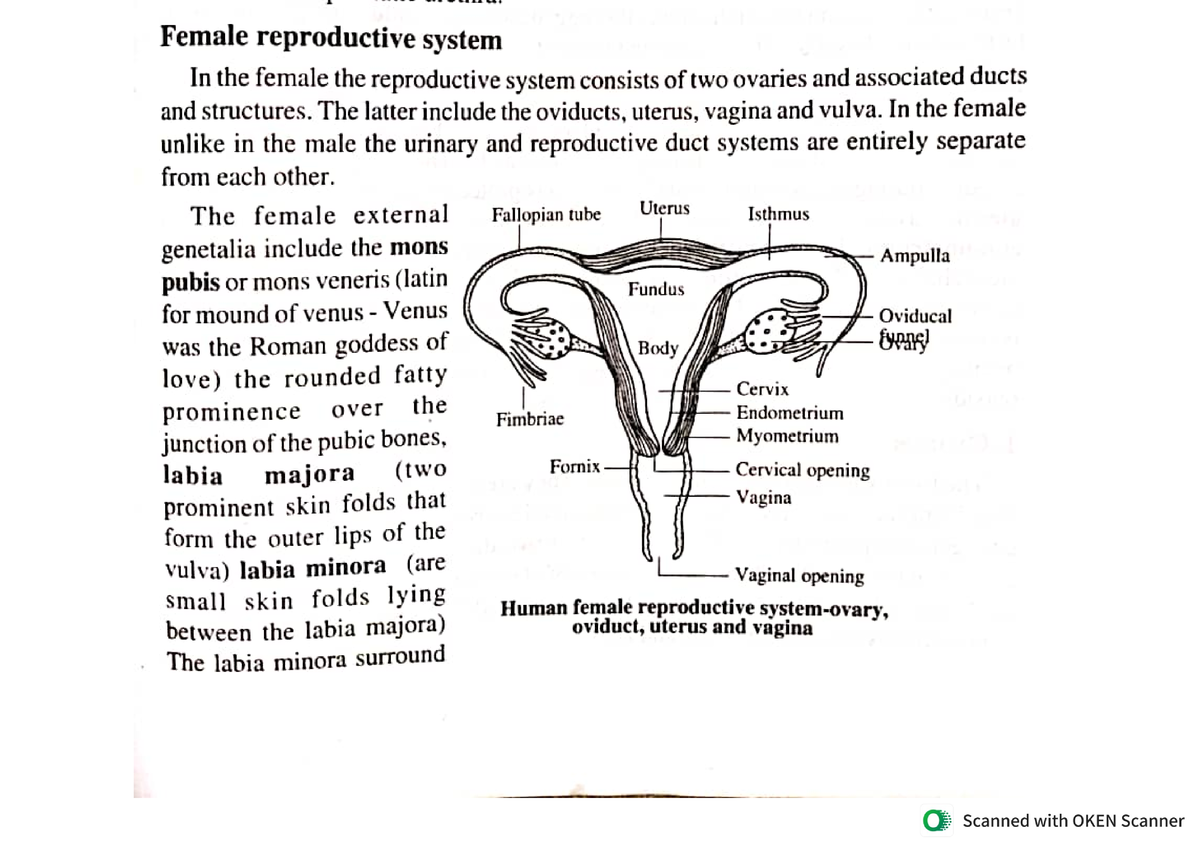 Female reproductive system - Bsc zoology - Studocu