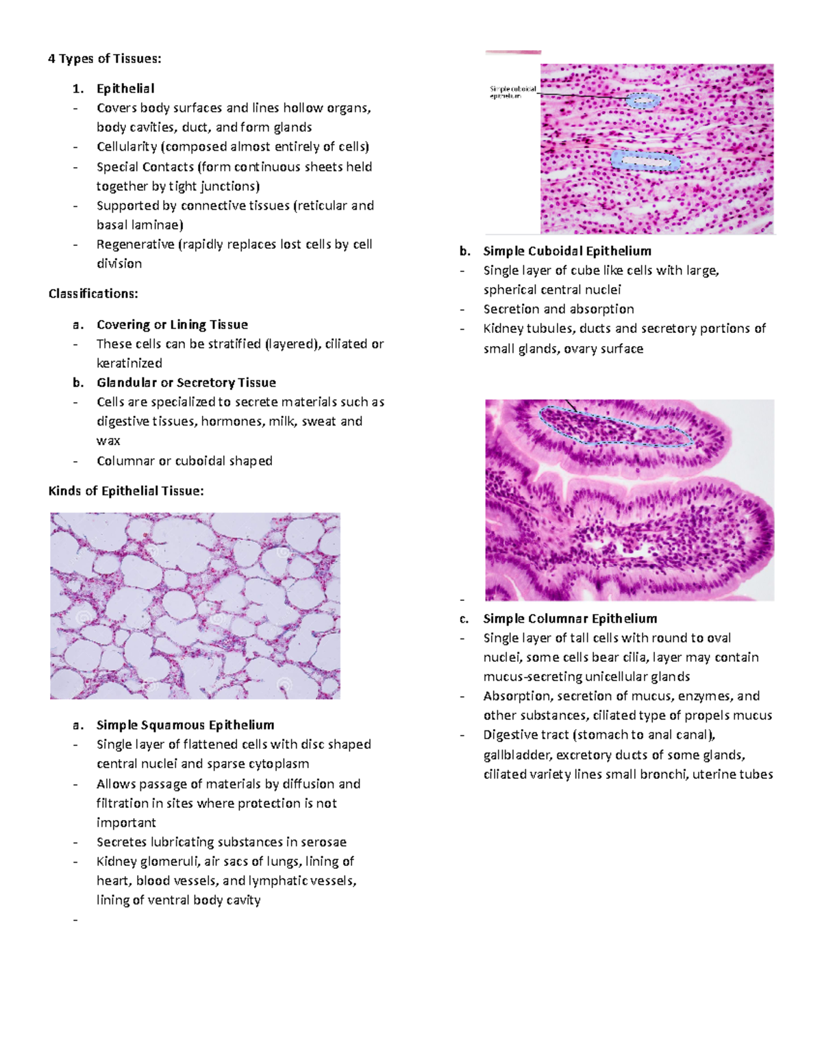 What Type Of Tissue Is Found On The Inside Of The Mouth