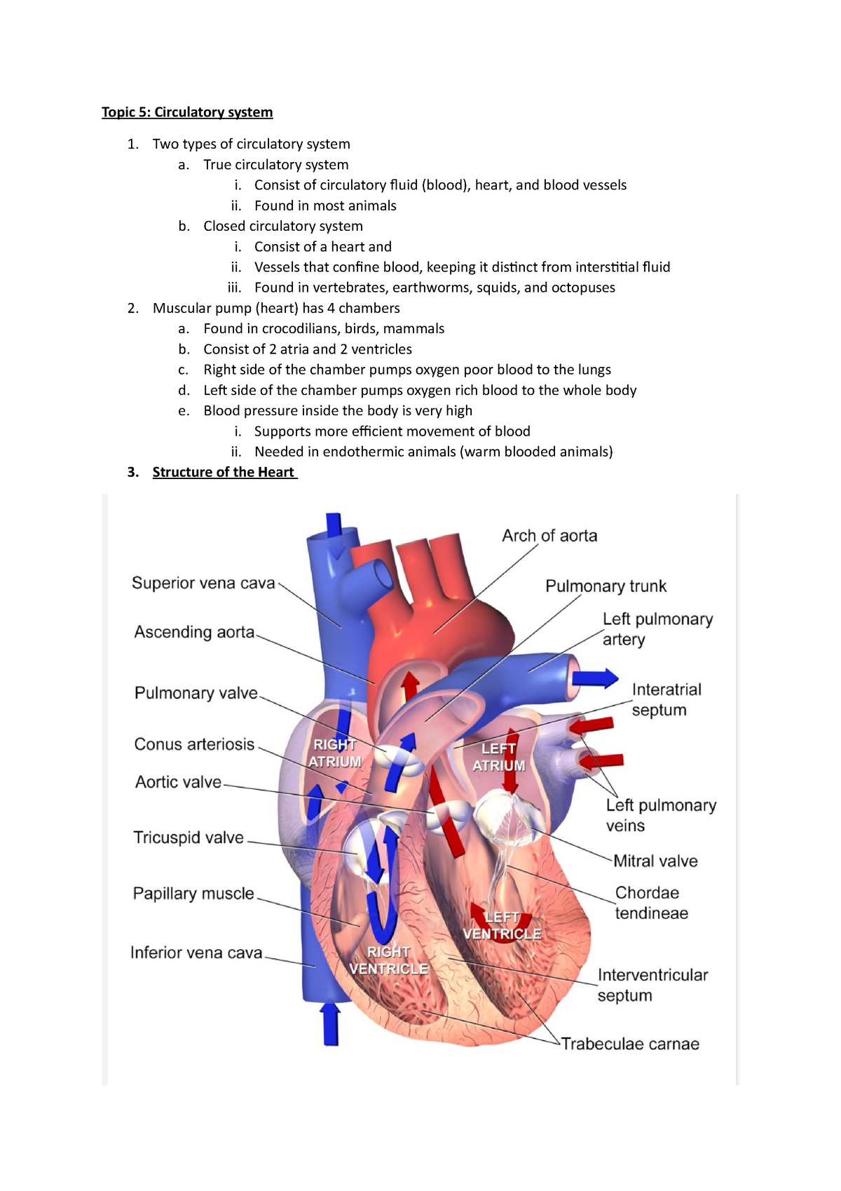 note- Circulatory system - Topic 5: Circulatory system Two types of  circulatory system a. True - Studocu