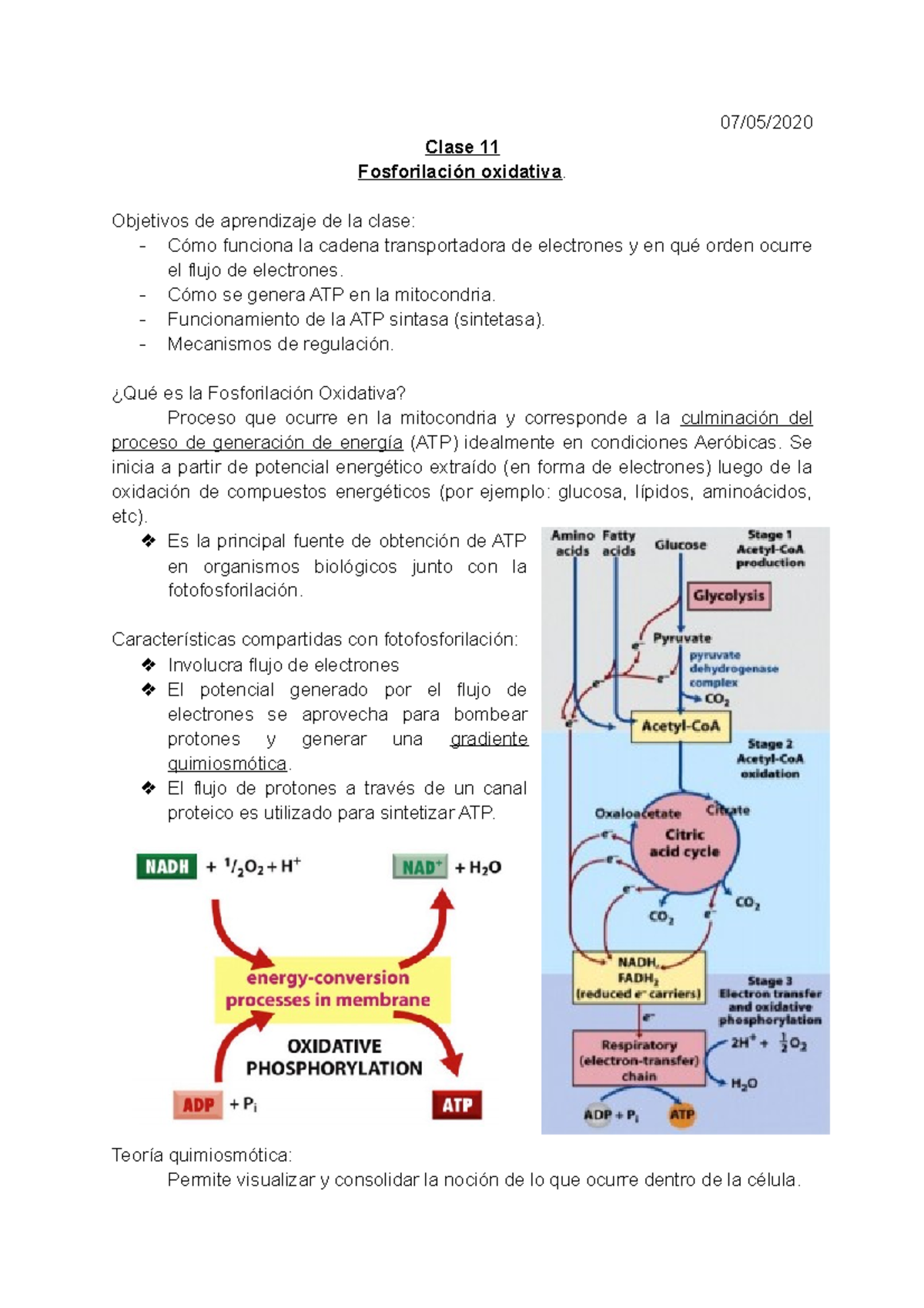 Fosforilacion Oxidativa 07 05 Clase 11 Fosforilación Oxidativa