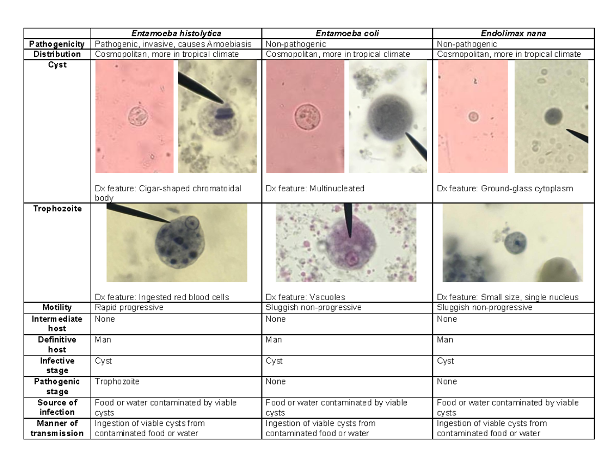 Parasitology Lab Entamoeba Histolytica Entamoeba Coli Endolimax Nana Pathogenicity Pathogenic 5835