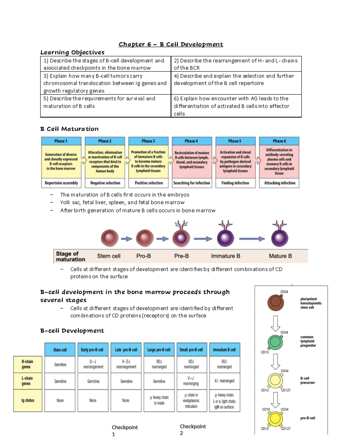 Chapter 6 - Notes - Chapter 6 – B Cell Development Learning Objectives ...