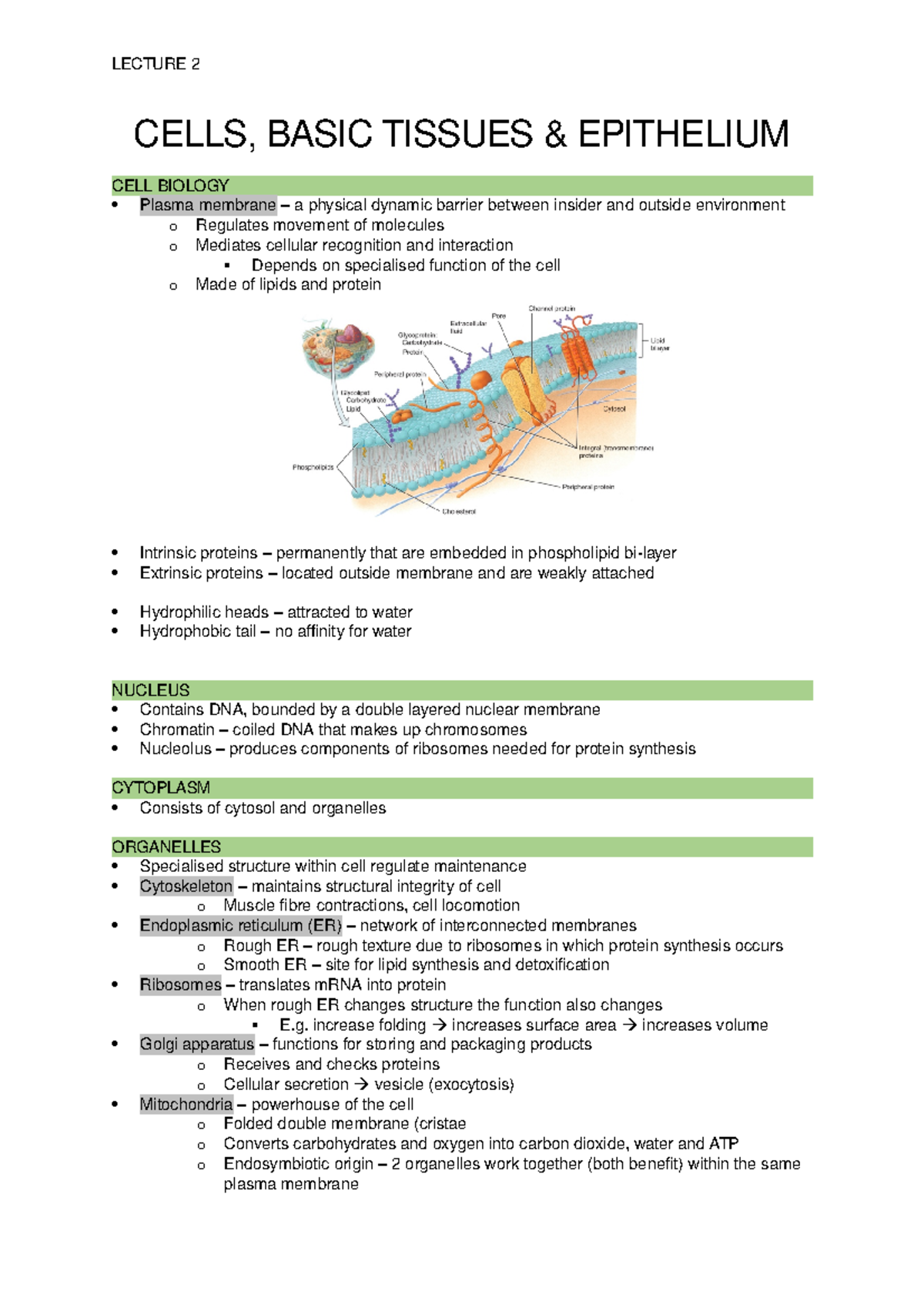 L2 - Cells, Basic Tissue and Epithelium - LECTURE 2 CELLS, BASIC ...