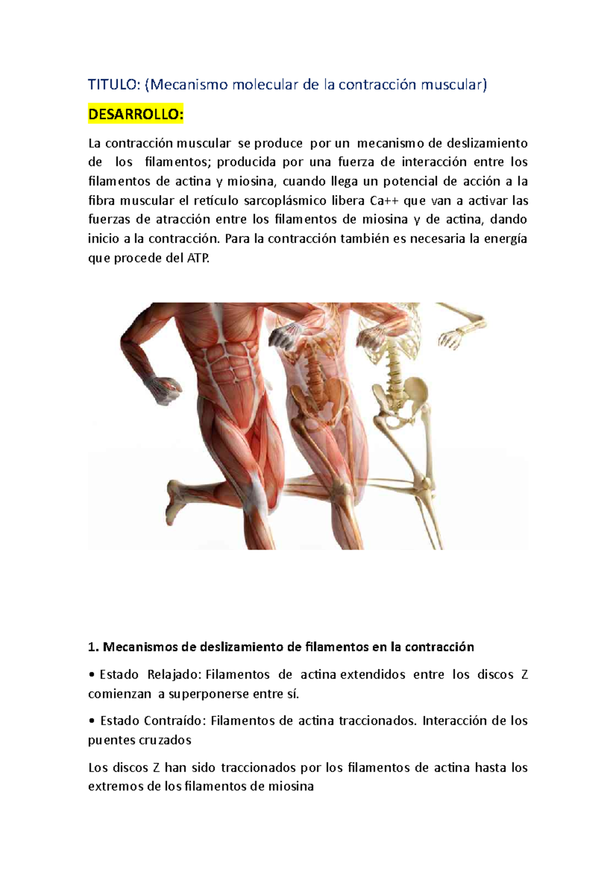 Mecanismo Molecular De La Contracción Muscular Titulo Mecanismo Molecular De La Contracción 0637