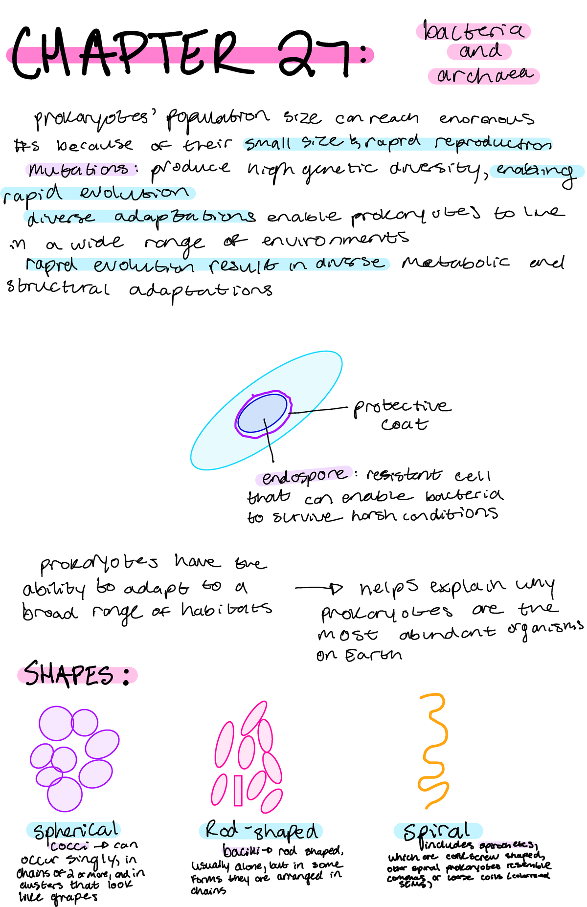 Chapter 27 Bacteria And Archaea - Bacteria CHAPTER 27 : And Archaea ...