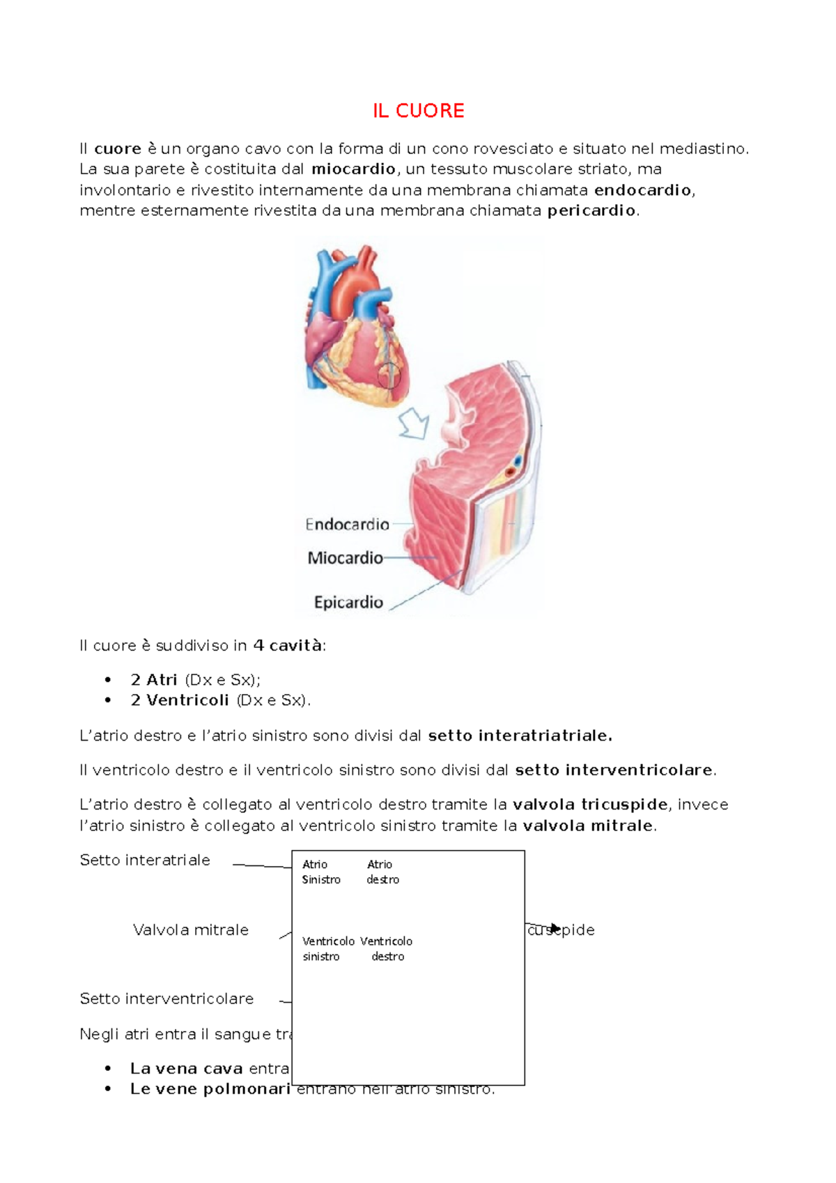 Il Cuore (riassunto Facile E Semplice) - IL CUORE Il Cuore è Un Organo ...