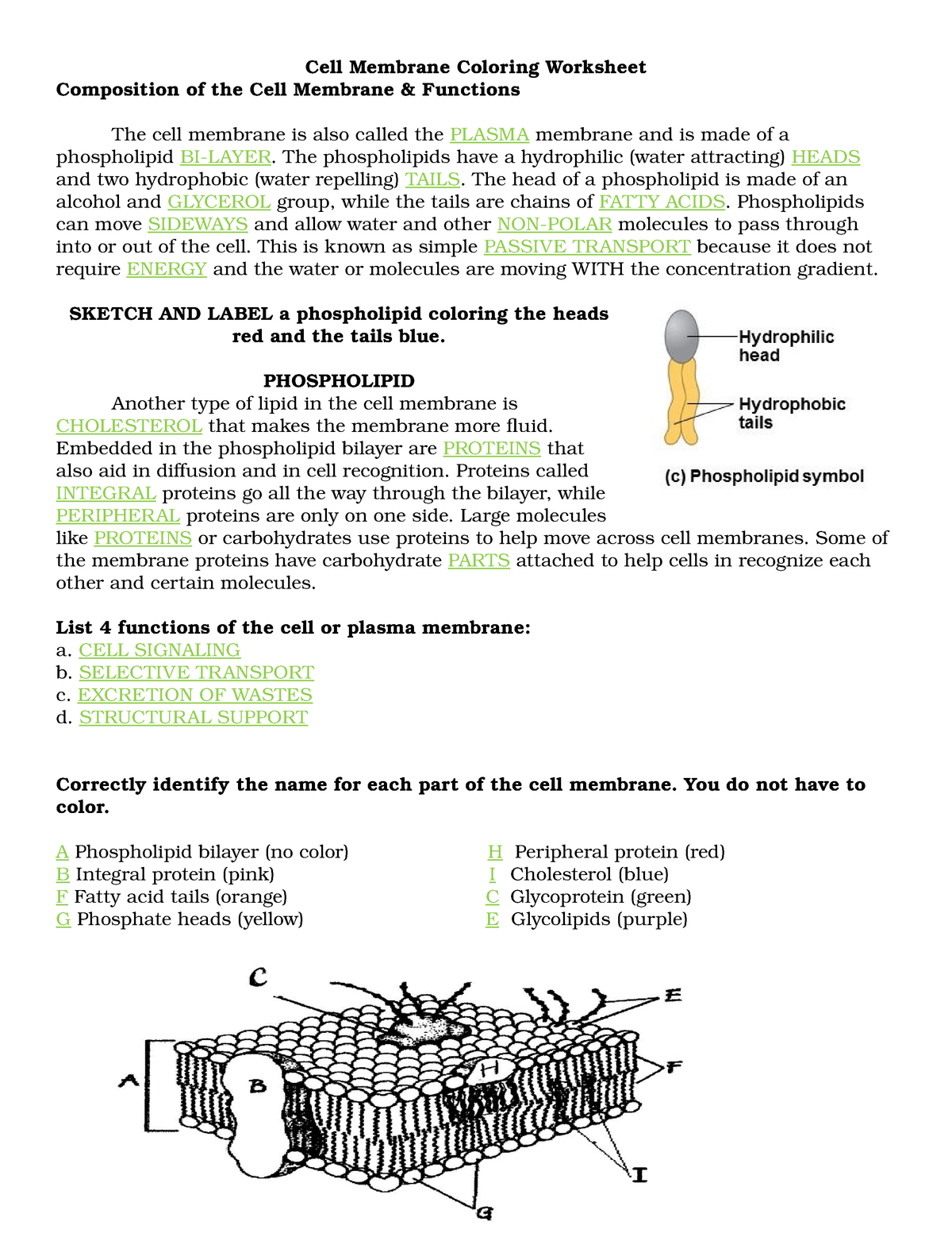 Cell Membrane Coloring Worksheet - BP 22 - Molecular Biology With Regard To Cell Membrane Coloring Worksheet Answers