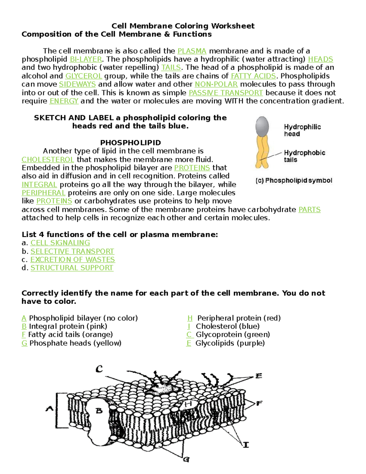 Cell Membrane Coloring Worksheet - BP 10 - Molecular Biology For Cell Membrane Images Worksheet Answers