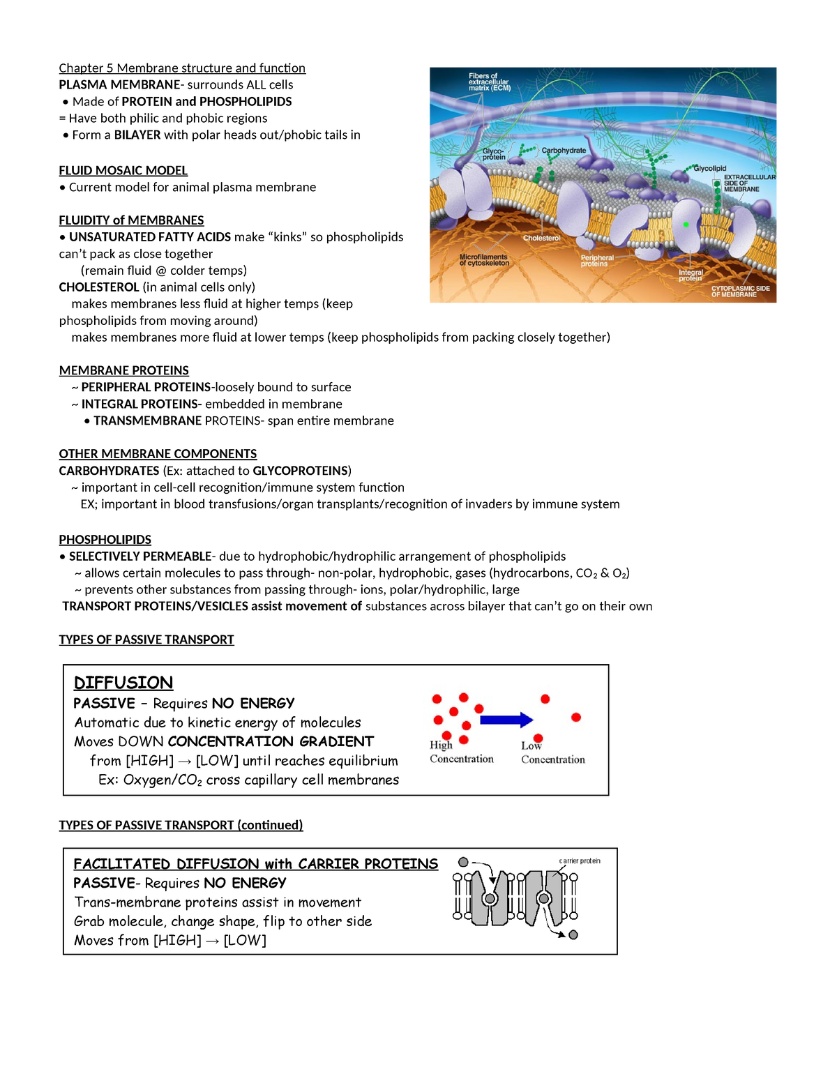 Ch. 5 Study Guide - Chapter 5 Membrane Structure And Function PLASMA ...