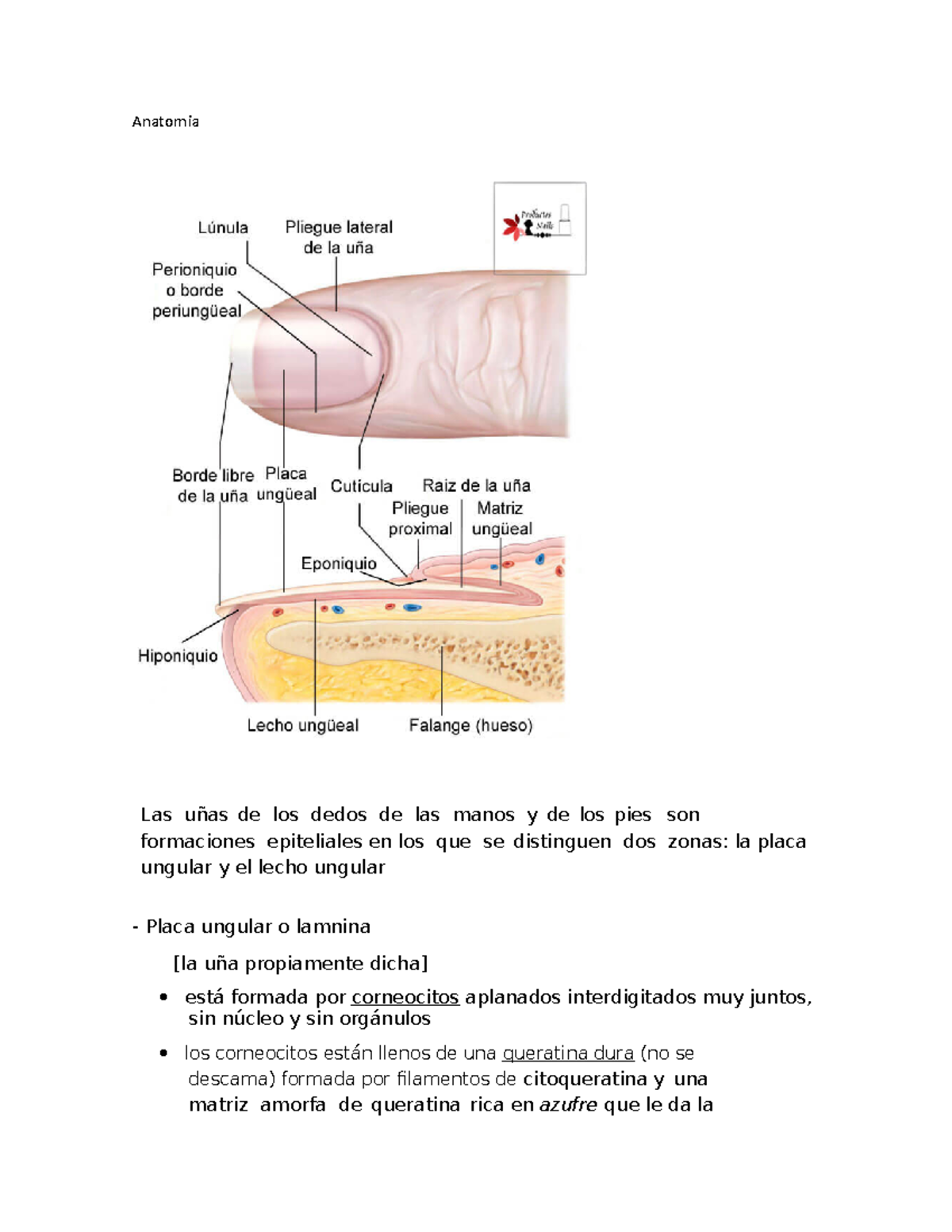 Uña - lll - Anatomia Las uñas de los dedos de las manos y de los pies ...