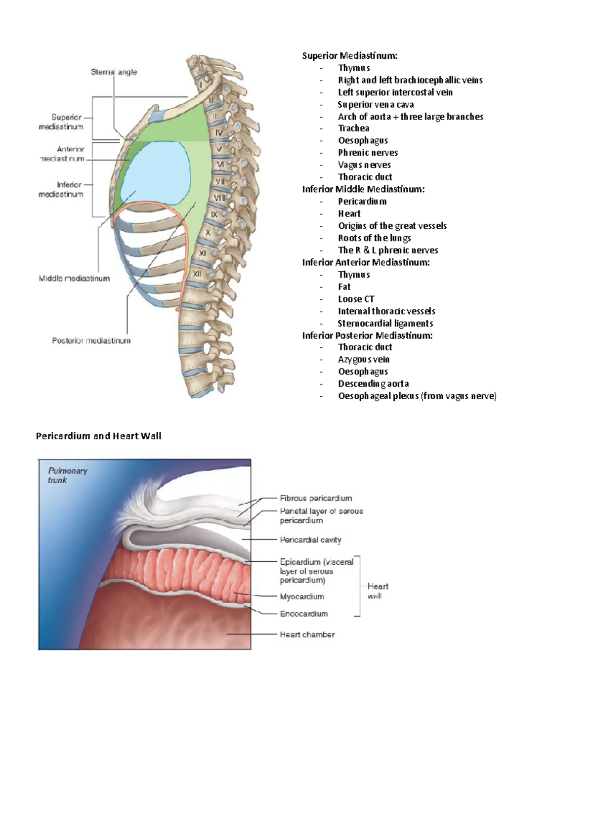 Superior Mediastinum Thymus – Superior and Posterior Mediastinum – RQWYPU