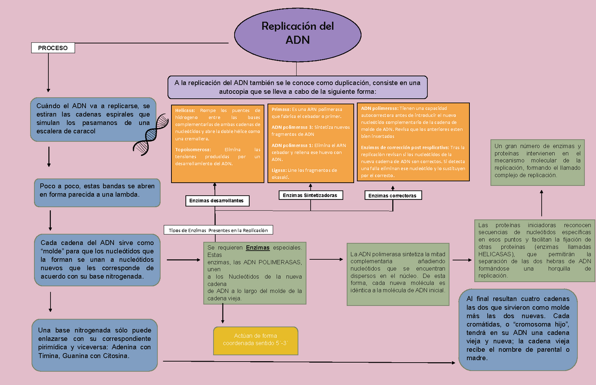 Mapa Conceptual y Meme Tema . Replicación del DNA - Replicación del ADN  Cuándo el ADN va a - Studocu