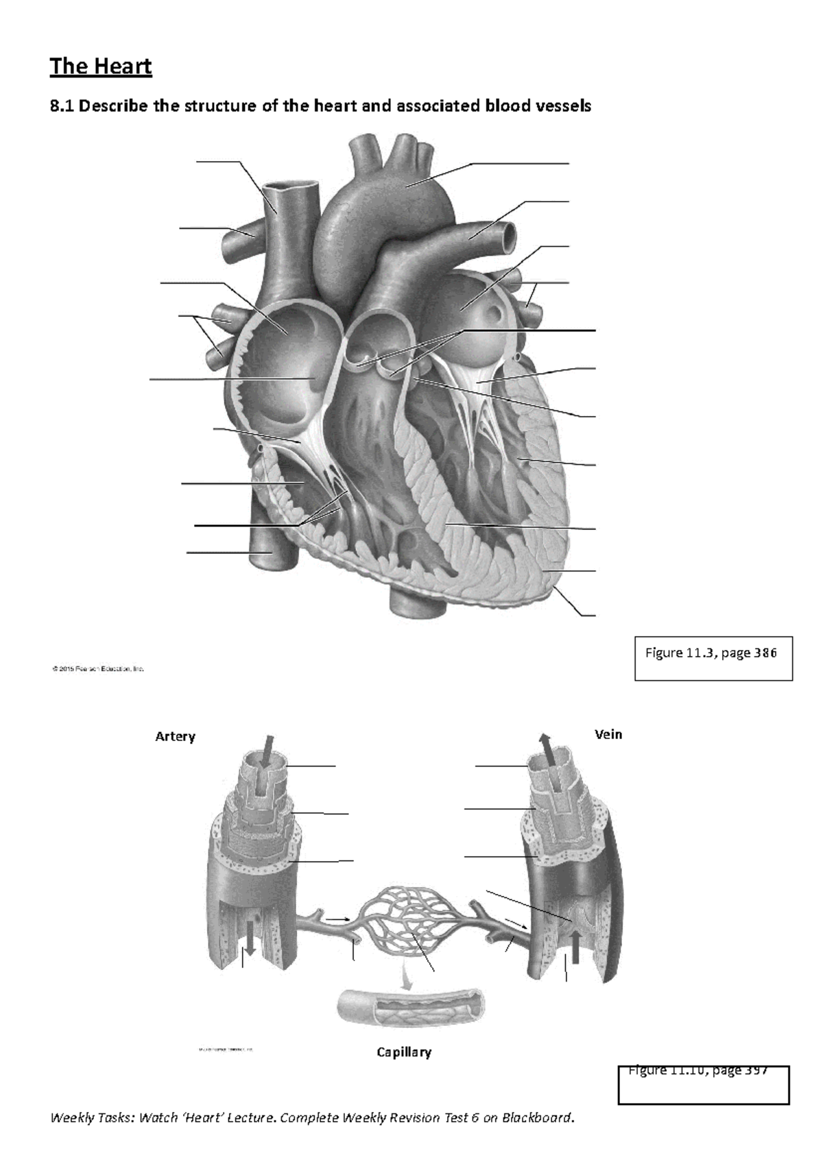 Tutorial 6 The Heart - The Heart 8 Describe the structure of the heart ...