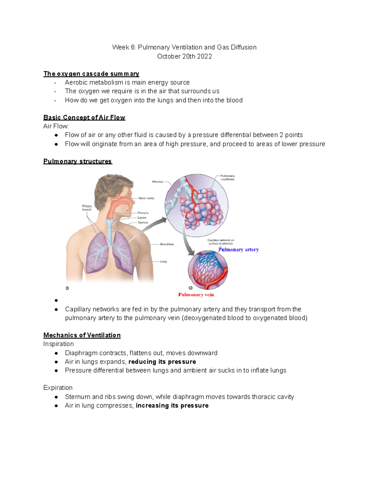 KIN2230 final exam notes - Week 6: Pulmonary Ventilation and Gas ...