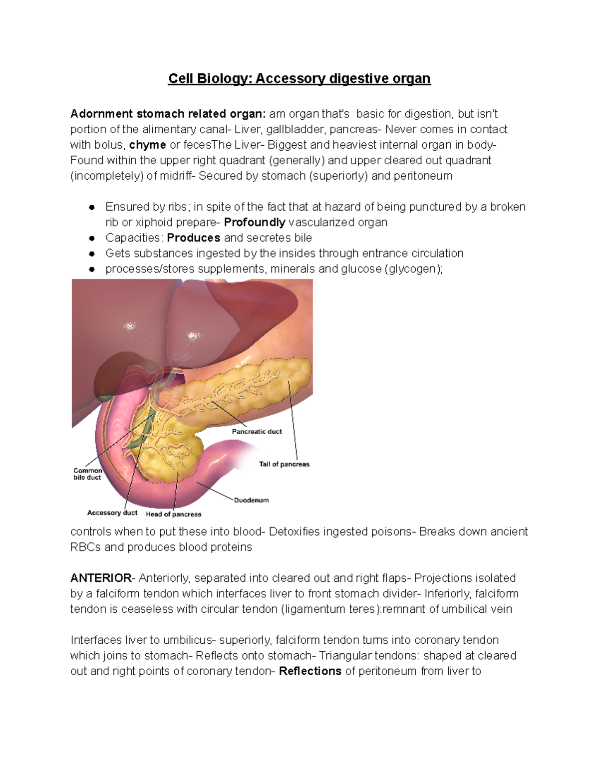 Cell Biology Accessory digestive organ Cell Biology Accessory