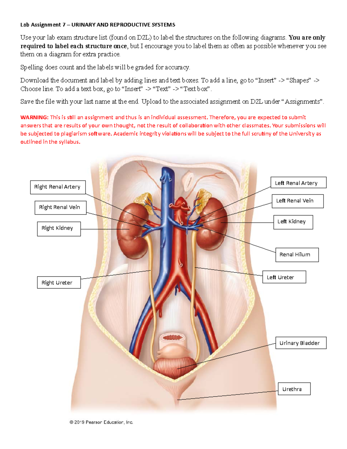 lab assignment urinary system