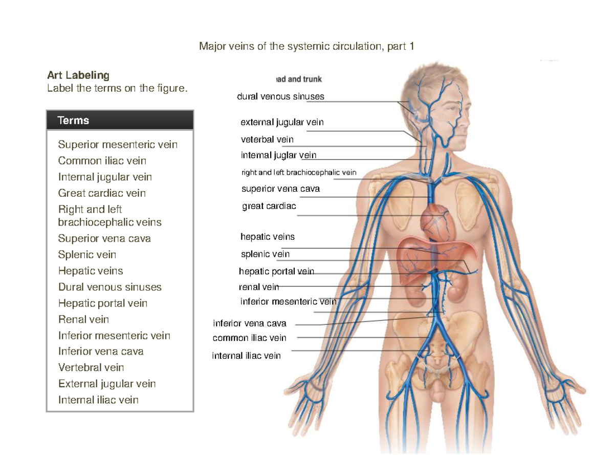 4 Veins Labeling - BIO 210 - Term List (10) Terms Major veins of the ...