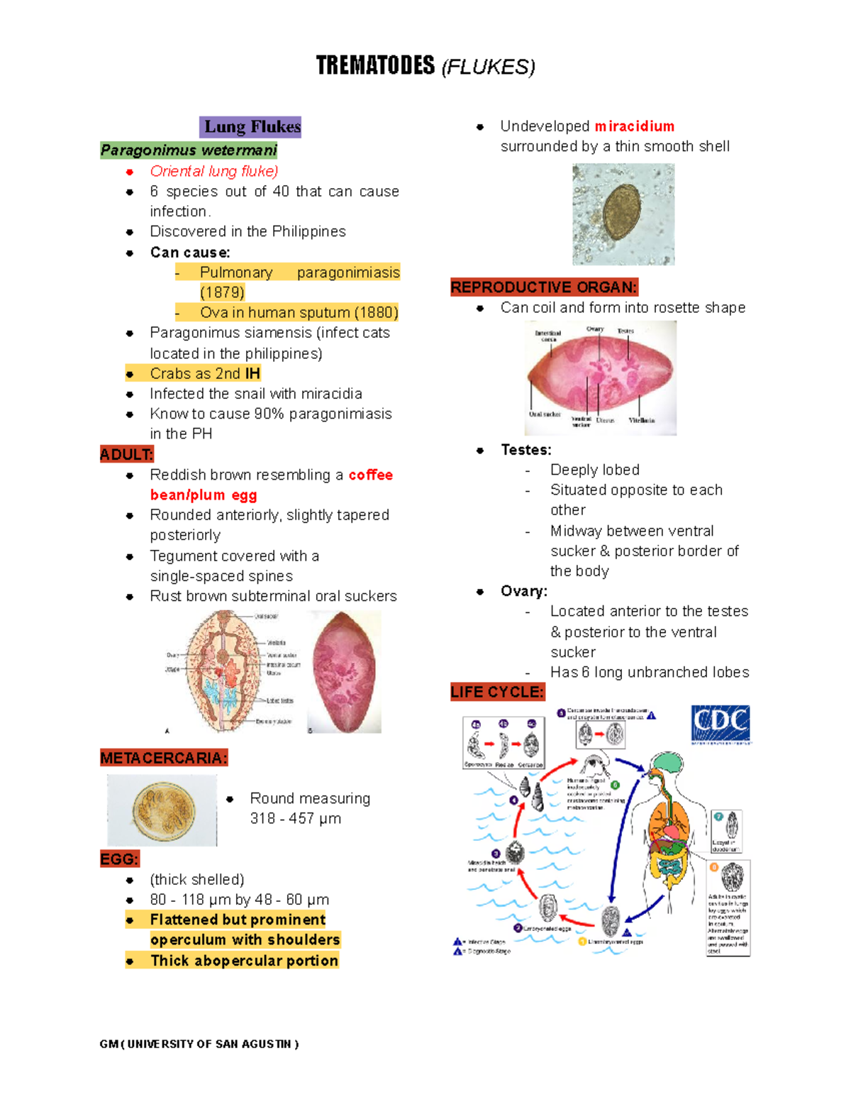 Trematodes - Lung Flukes Paragonimus wetermani Oriental lung fluke) 6 ...