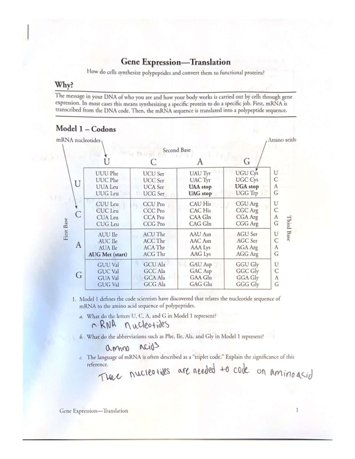 The Missing Piece: Your Gene Expression Translation Pogil Answer Key - tbf6h13