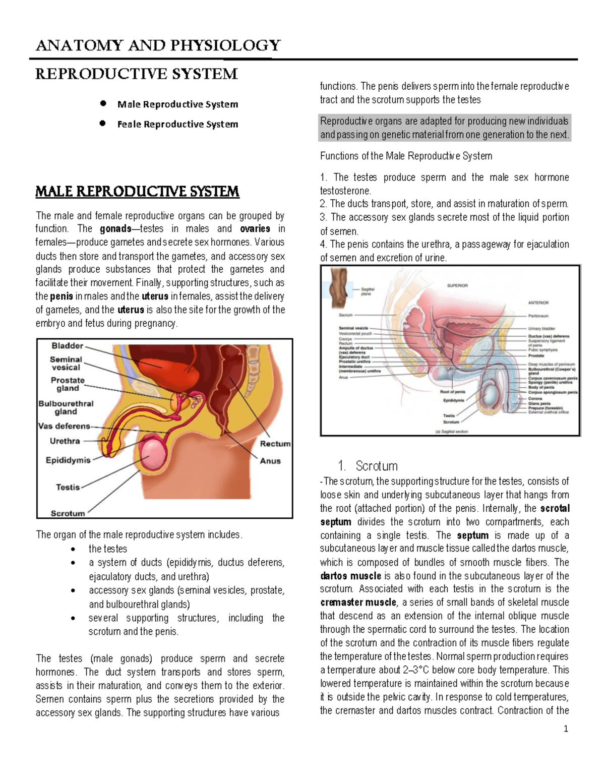 Anatomy AND Physiology - Reproductive System - ANATOMY AND PHYSIOLOGY ...