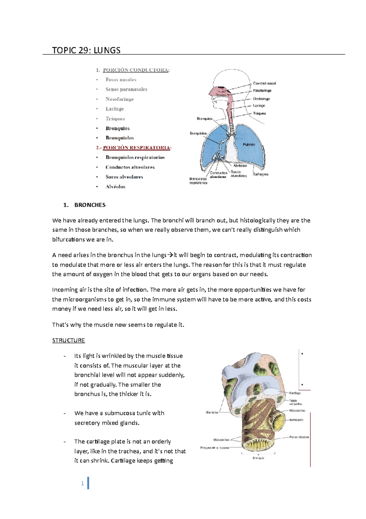 Unit 29 - Lecture notes 29 - TOPIC 29: LUNGS 1. BRONCHES We have ...