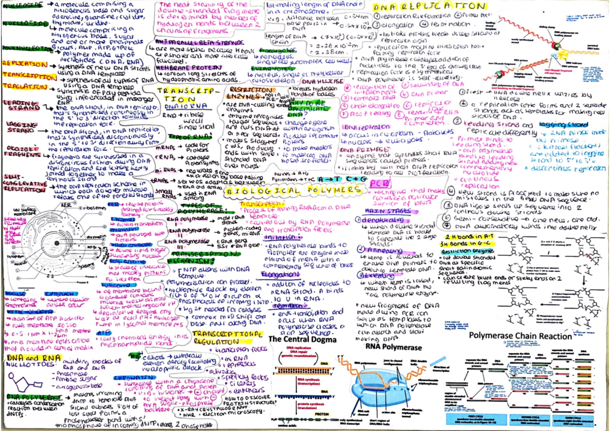 document-3-notes-bio1332-studocu