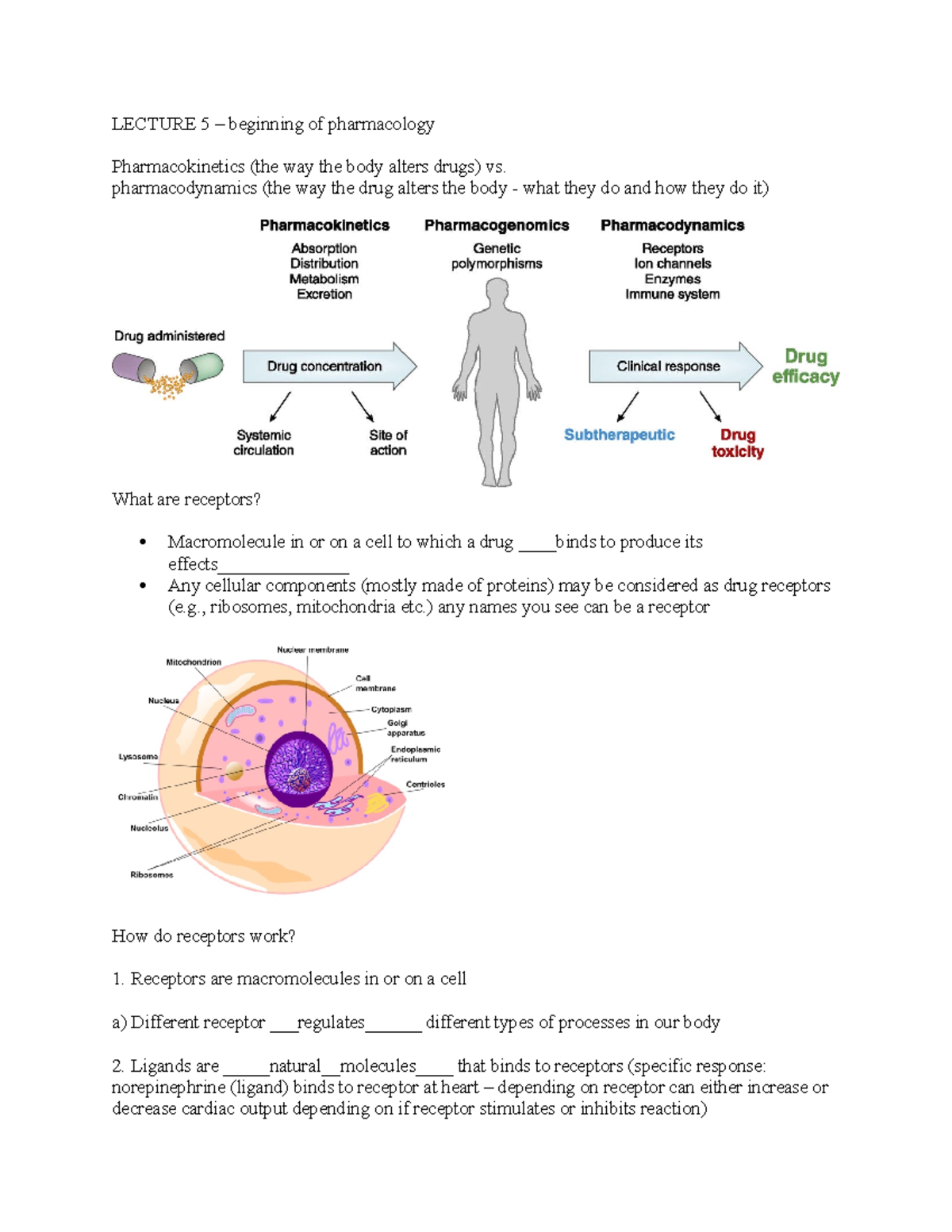 Lecture 5 - pharmacodynamics - LECTURE 5 – beginning of pharmacology ...