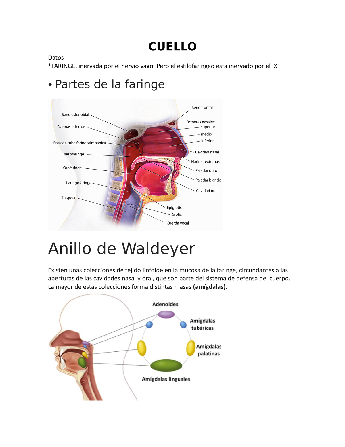 Cuello Laringe Faringe Medicina Humana Upeu Studocu