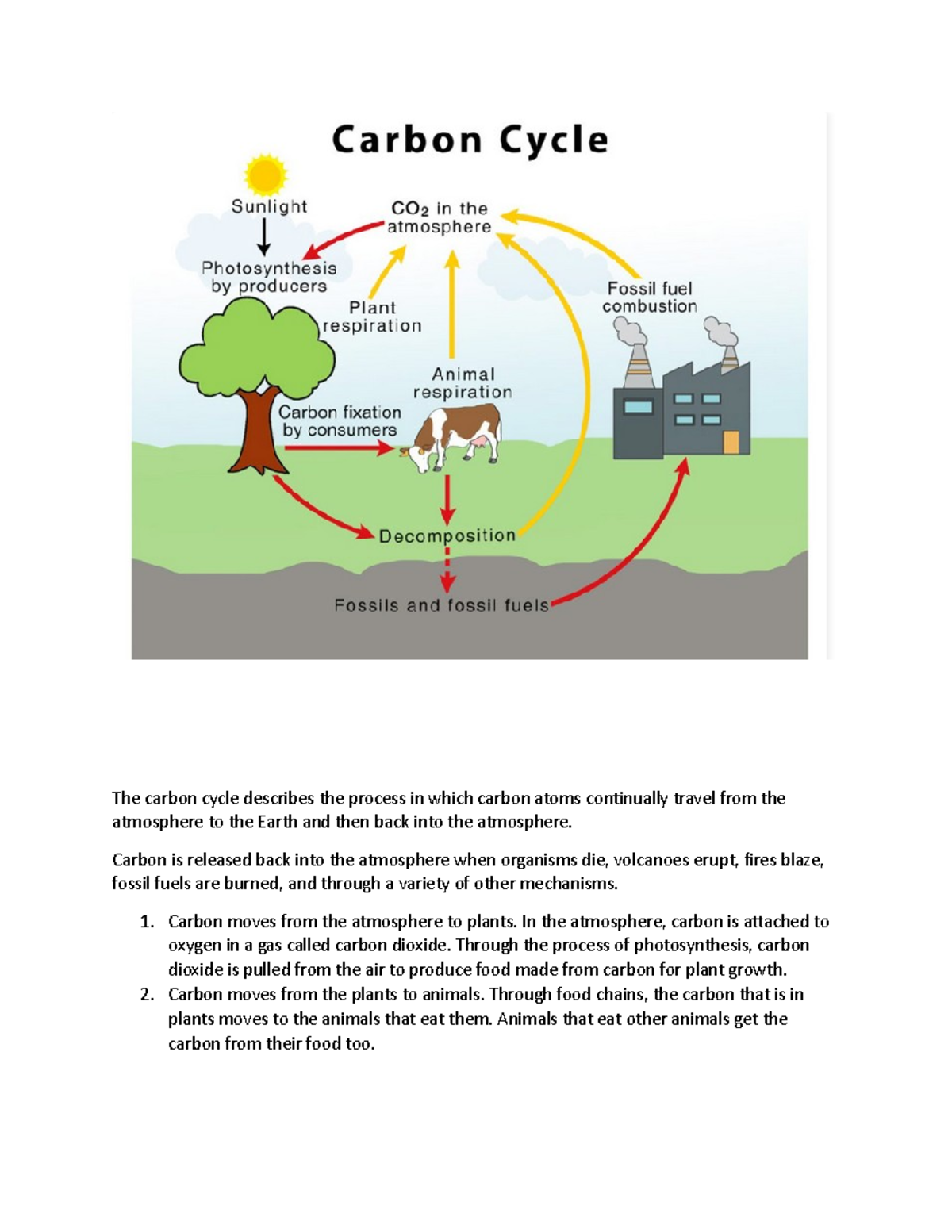 Carbon Cycle - The carbon cycle describes the process in which carbon ...