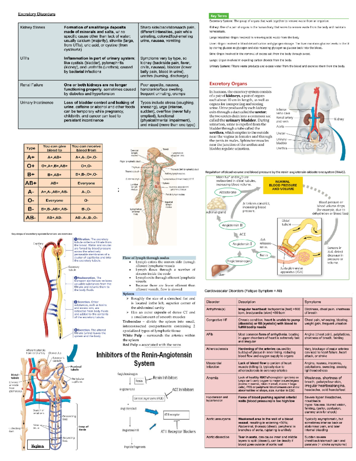 Anatomy Cheat Sheet - Nephron - Studocu