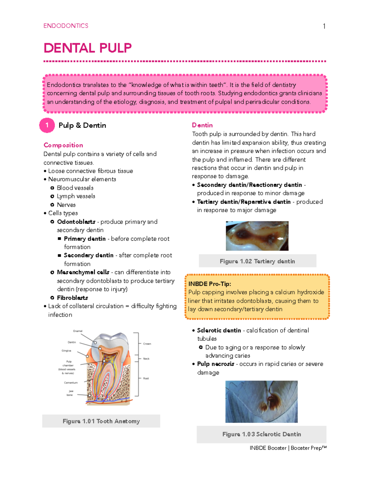 Inbdebooster Endodontics Notes DENTAL PULP 1 Pulp & Dentin