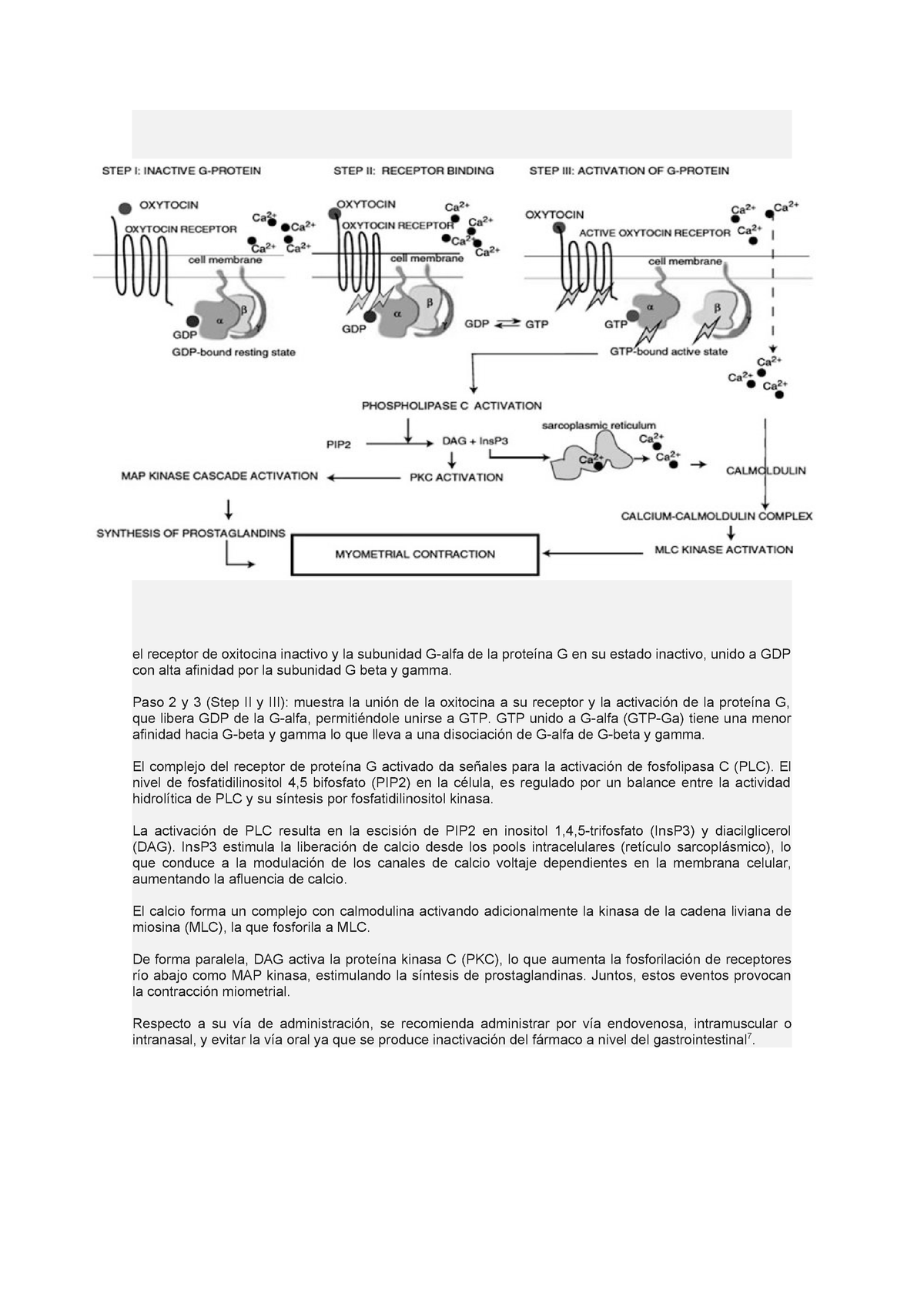 Oxitocina Farmacologia Ucv Studocu