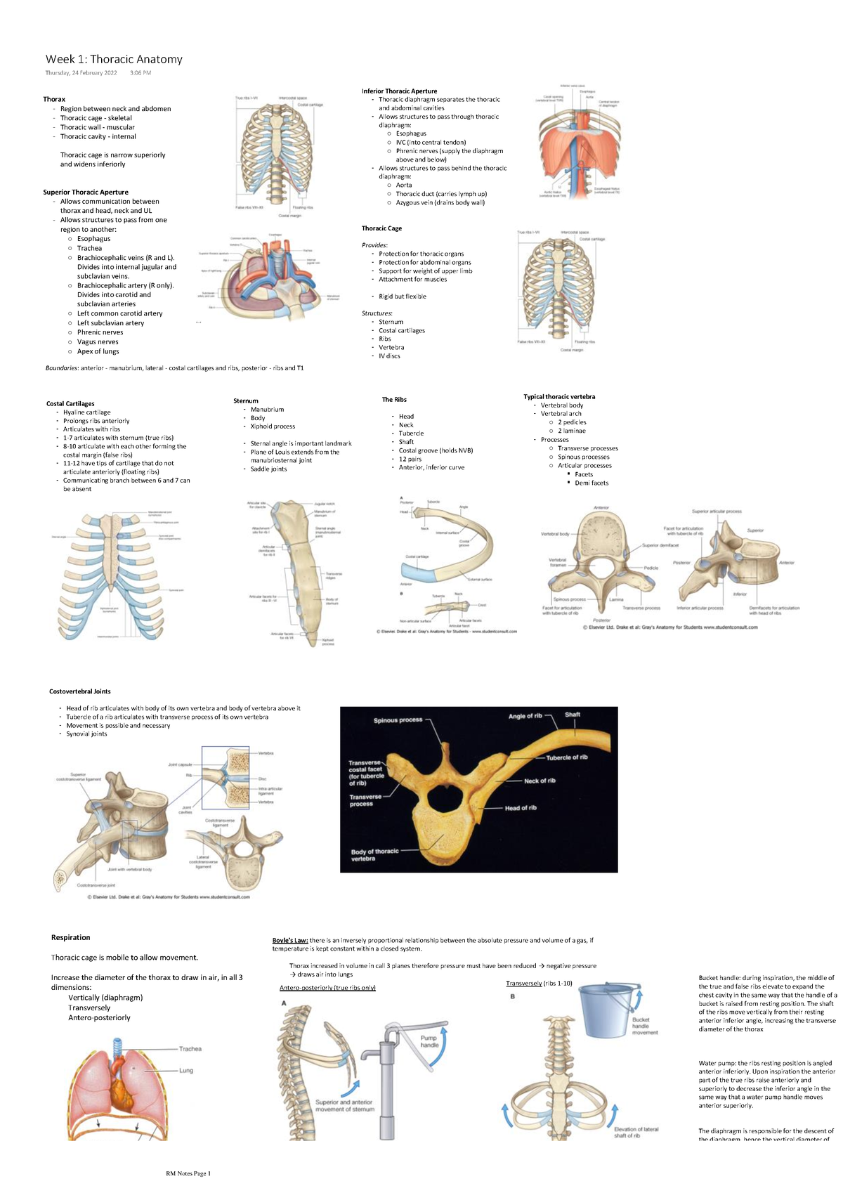 Respiratory medicine notes - Thorax Region between neck and abdomen ...