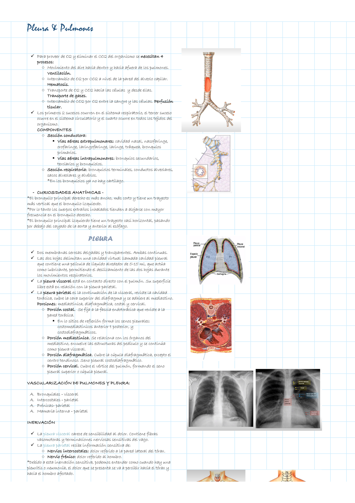 Pleura Y Pulmones - Componentes, Vascularización, Inervación ...