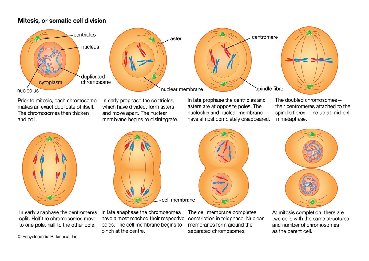 Cell Division - Social Psychology - Studocu