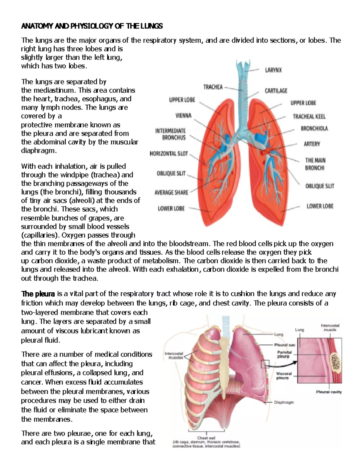 Anatomy AND Physiology OF THE Lungs - ANATOMY AND PHYSIOLOGY OF THE ...