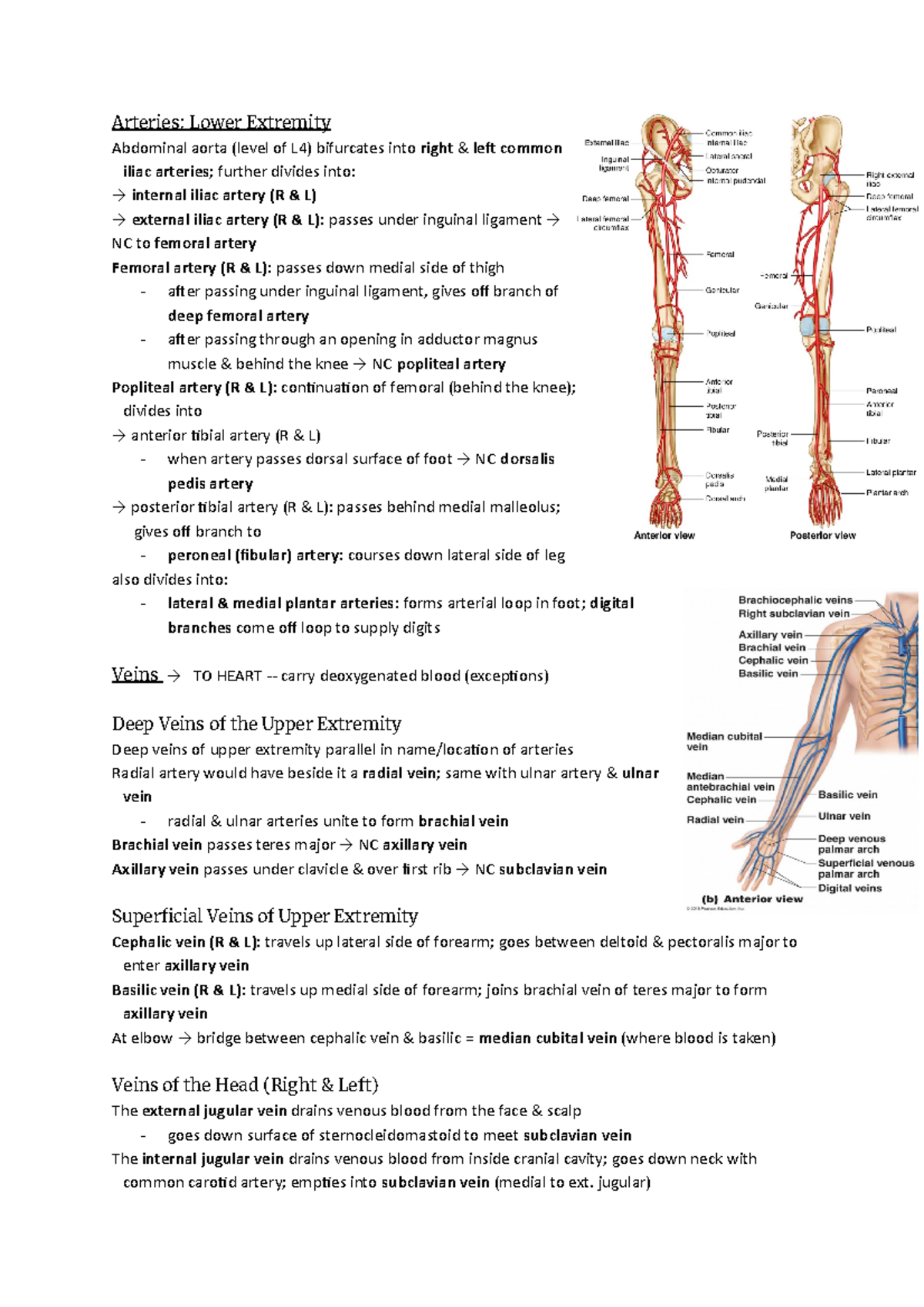 Final exam notes (part 2) - Arteries: Lower Extremity Abdominal aorta ...