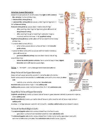 Lab 3 Outline - Muscles of the Shoulder Girdle and Arm - KINE 2031 ...