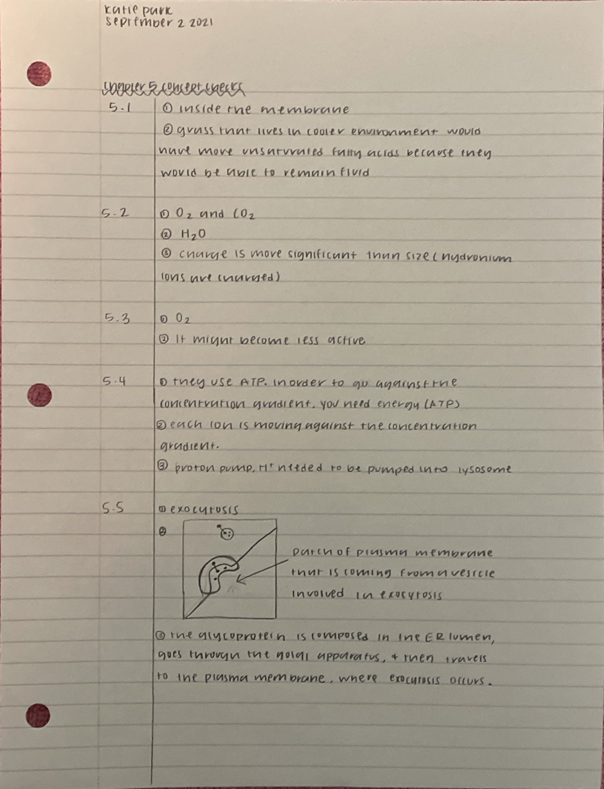 Ch 5 concept checks - katie park september 2 2021 innoler 5 consent ...