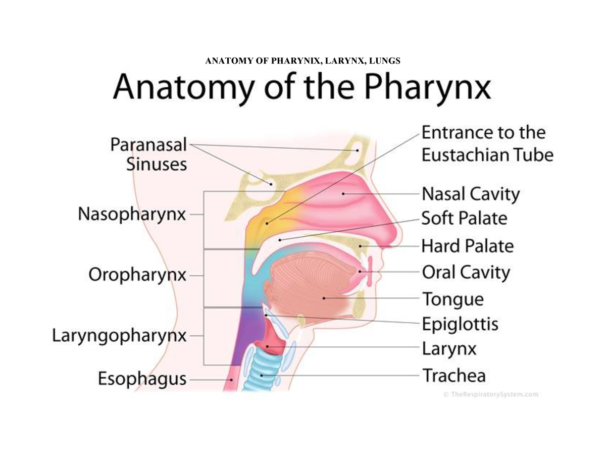 Anatomy OF Pharynx, Larynx. Lungs - General Science - ANATOMY OF ...