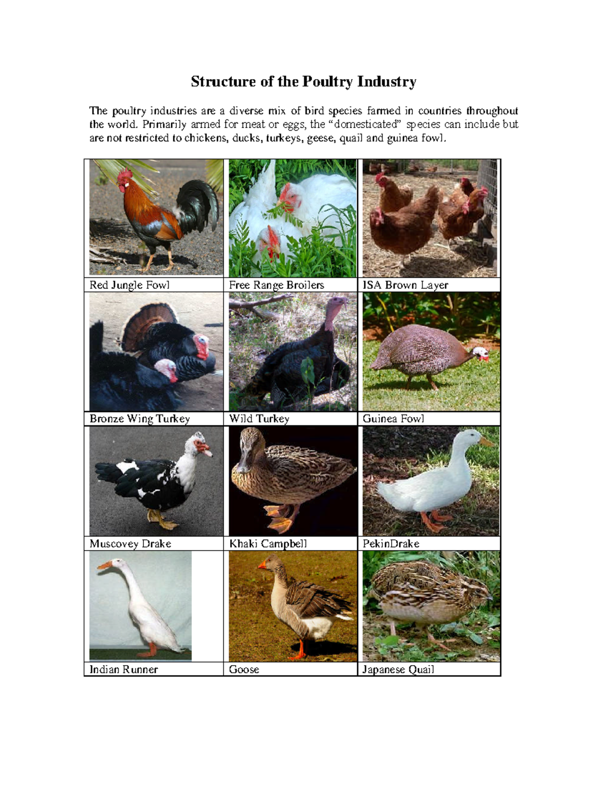 Overview of the poultry industries Structure of the Poultry Industry