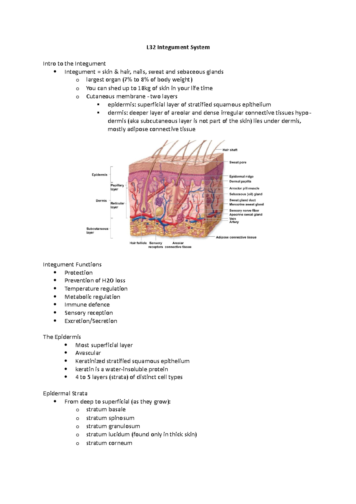 Week 13 Notes - L32 Integument System Intro to the Integument ...