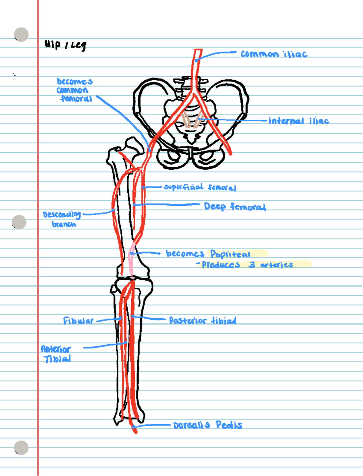 Arteries and Veins - Hip Leg common iliac becomes a z common femoral HT ...