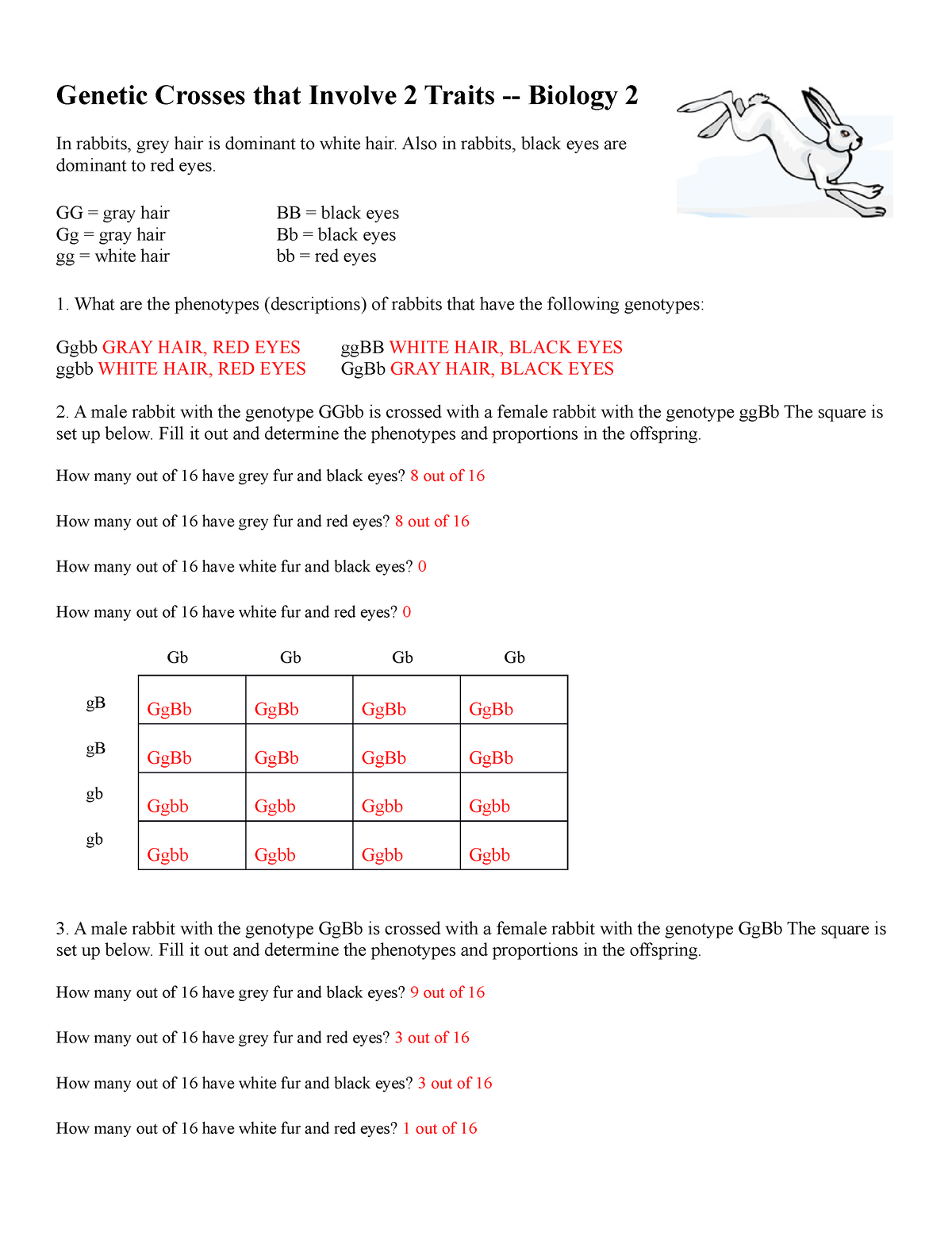 Dihybrid crosses worksheet Genetic Crosses That Involve 2 Traits Biology 2 In Rabbits Grey 