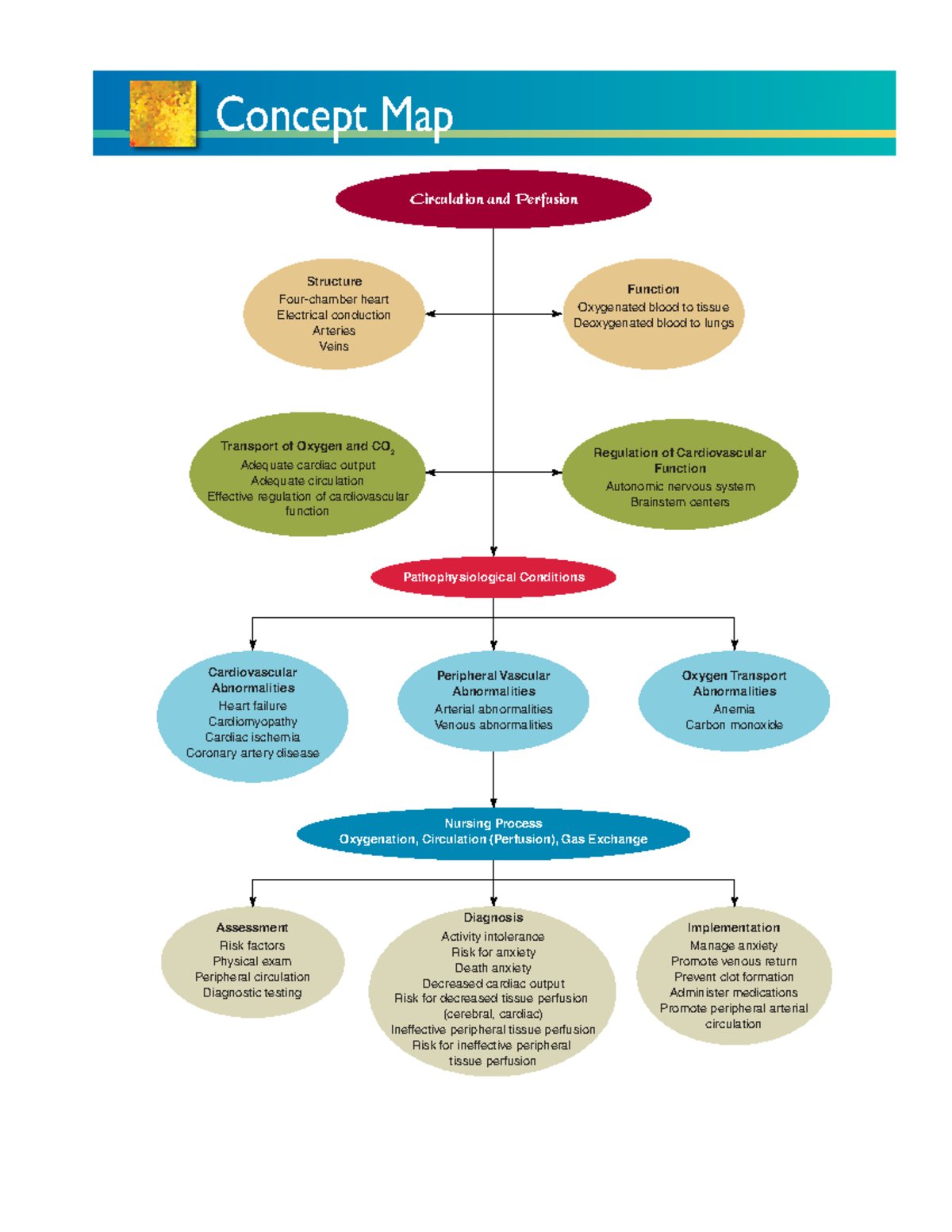 37-Concept Map Circulation - Concept Map Circulation and Perfusion ...