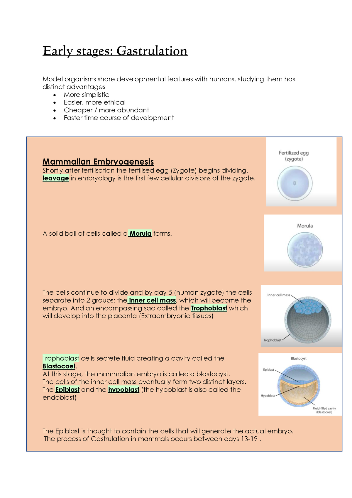 Early Stages Gastrulation Early Stages Gastrulation Model Organisms