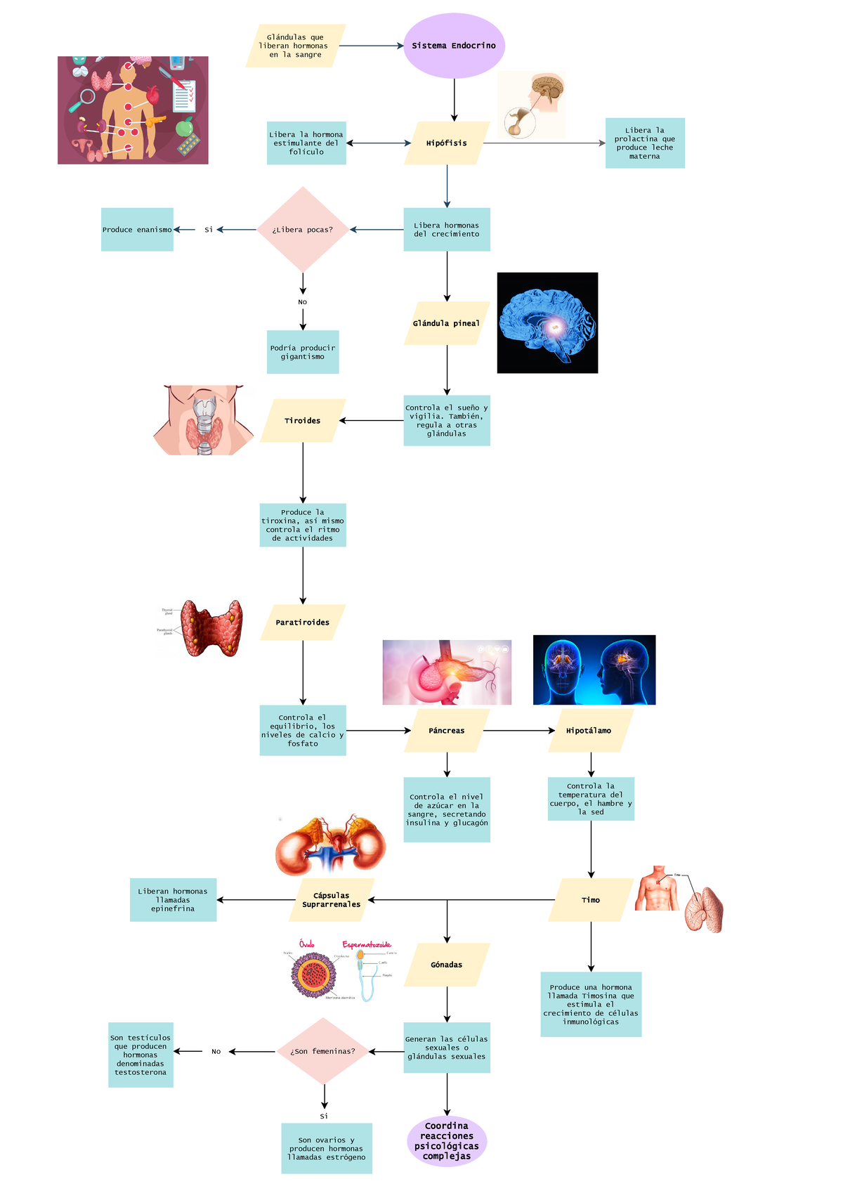 Untitled Diagram - Sistema endocrino resumen - S i s t e m a E n d o c ...